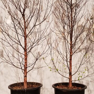 The Ethics of Care as a Political Position in Art