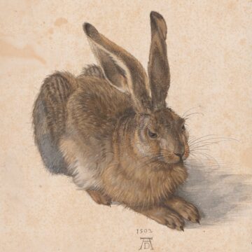 Albrecht Dürer Young Hare, 1502 25 × 22.5 cm, Watercolour, body colour, heightened with opaque white © The ALBERTINA Museum, Vienna Albrecht Dürer Young Hare, 1502 25 × 22.5 cm, Watercolour, body colour, heightened with opaque white © The ALBERTINA Museum, Vienna